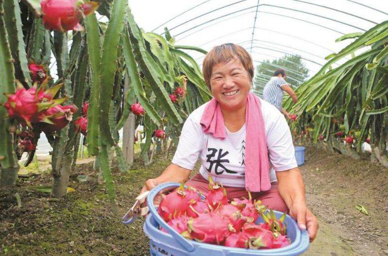 Plantation techniques for flamingo