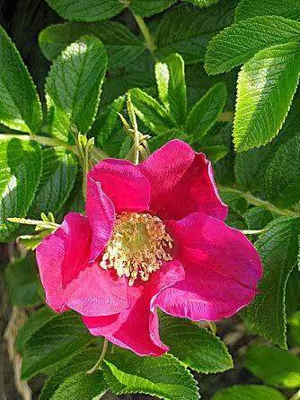 The method of planting rose seedlings