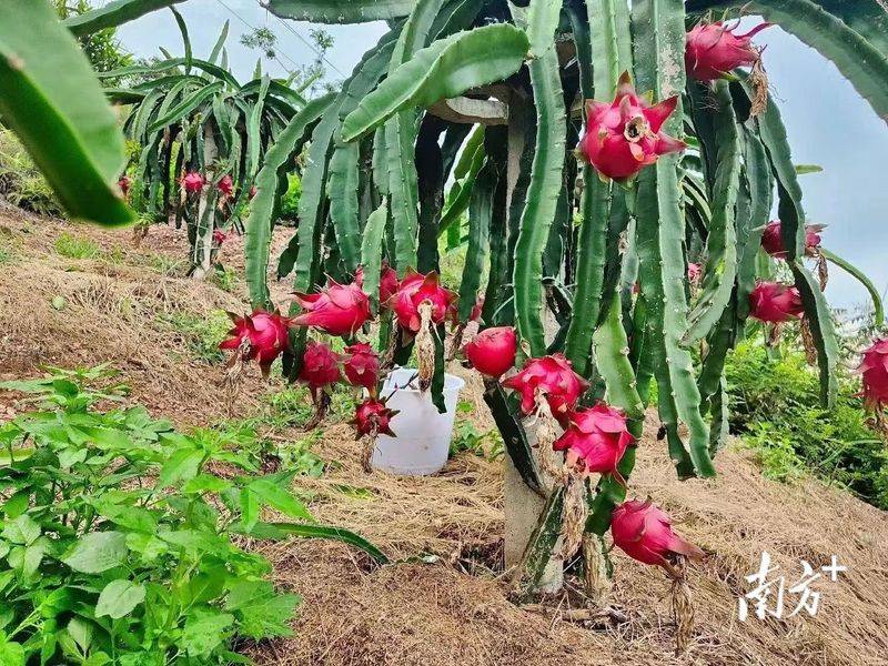 Plantation techniques for flamingo