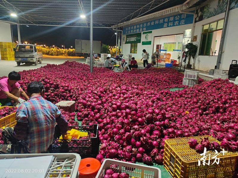Plantation techniques for flamingo