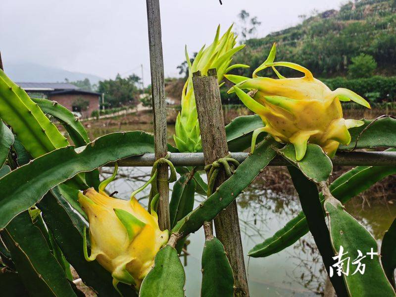 Plantation techniques for flamingo