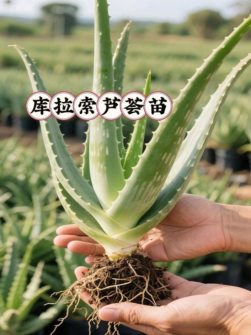 Cura&ccedil;ao cultivation methods