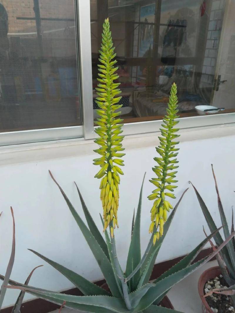 Cura&ccedil;ao cultivation methods