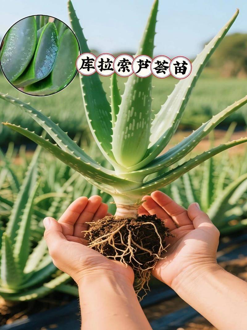 Cura&ccedil;ao cultivation methods