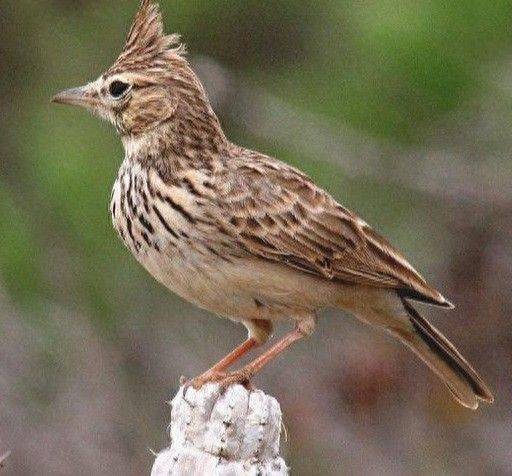 Blingbirds have knowledge