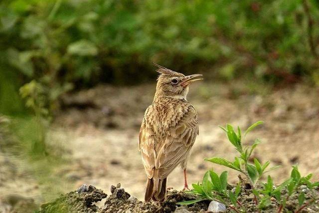 Blingbirds have knowledge