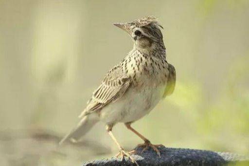 Blingbirds have knowledge