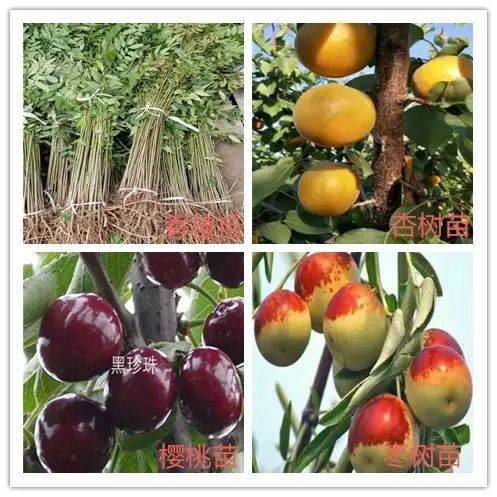 2026 new varieties of fruit trees