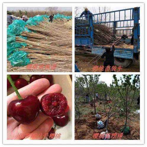 2026 new varieties of fruit trees