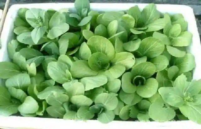 Methods and timing of vegetable cultivation