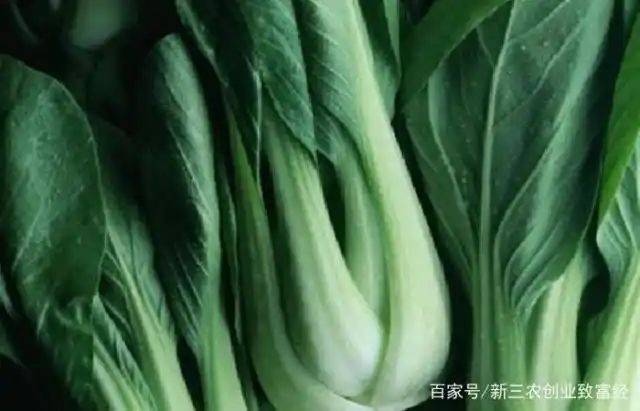 Methods and timing of vegetable cultivation