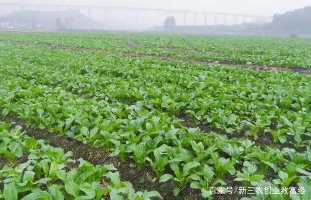 Methods and timing of vegetable cultivation