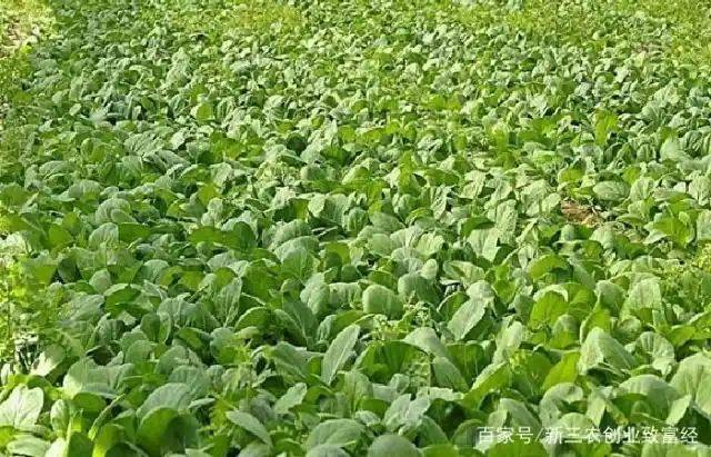 Methods and timing of vegetable cultivation