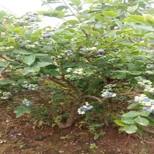 What are the techniques for blueberries