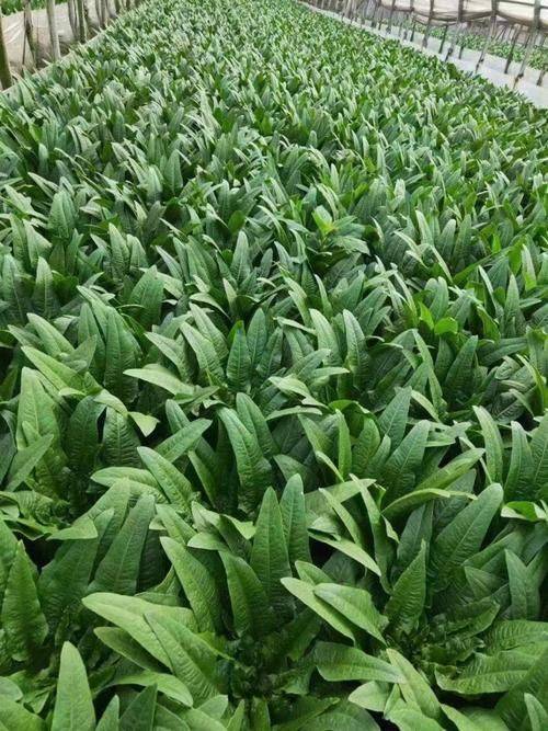 Apprenticeship methods and timing