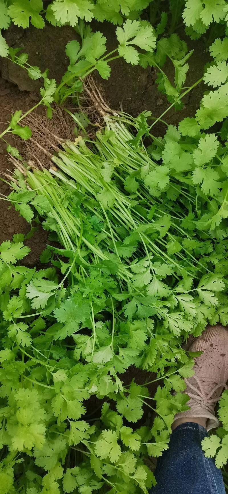 Apprenticeship methods and timing