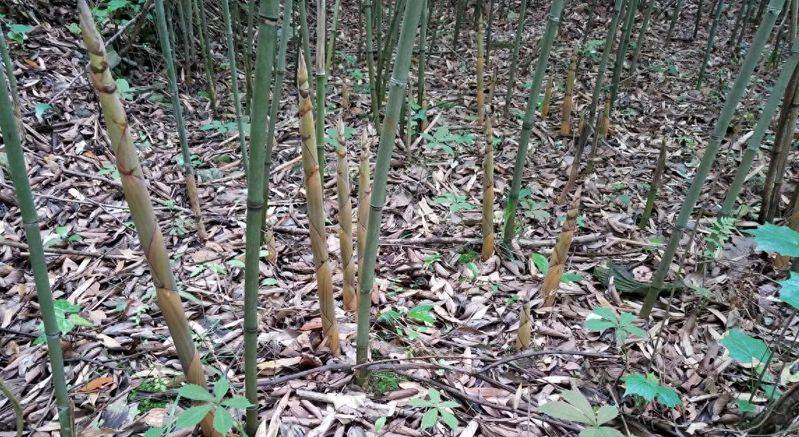 Plantation techniques for heavy buildings