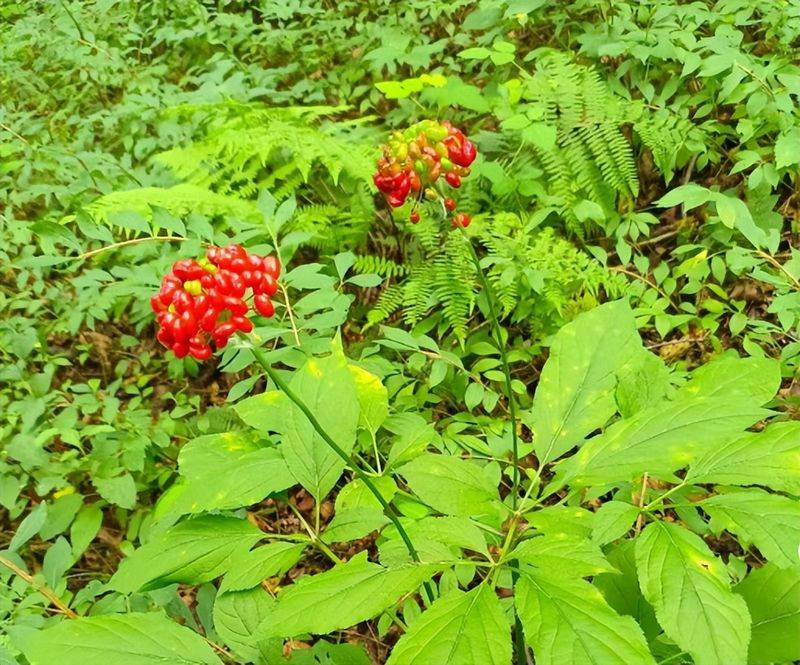 Plantation techniques for heavy buildings