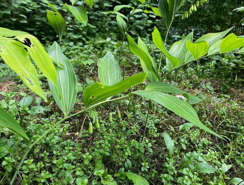 Plantation techniques for heavy buildings