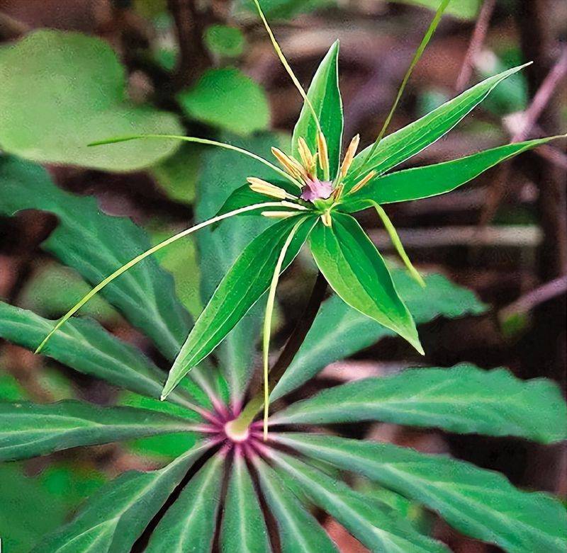 Plantation techniques for heavy buildings