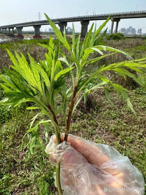 Artemisic planting time and methods