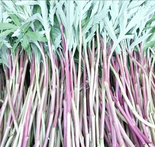 Artemisic planting time and methods