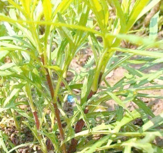 Artemisic planting time and methods