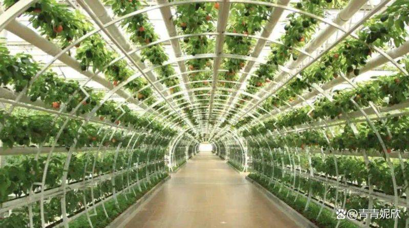 Landless vegetable cultivation techniques