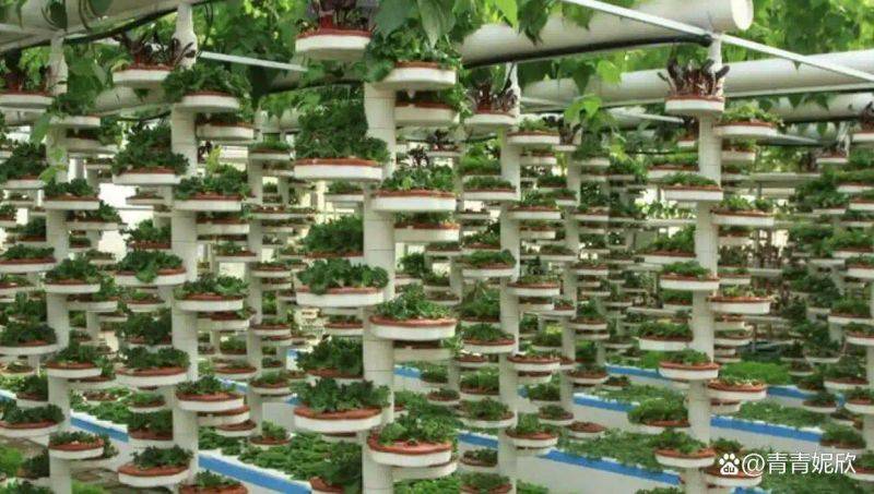 Landless vegetable cultivation techniques