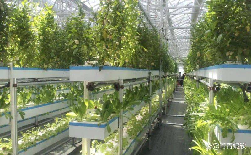 Landless vegetable cultivation techniques