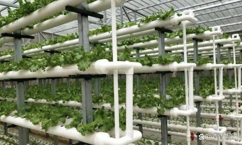 Landless vegetable cultivation techniques