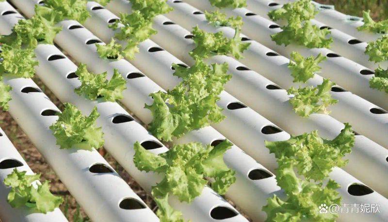 Landless vegetable cultivation techniques