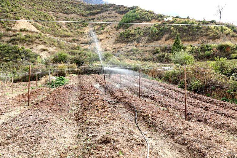 Plantation techniques for heavy buildings