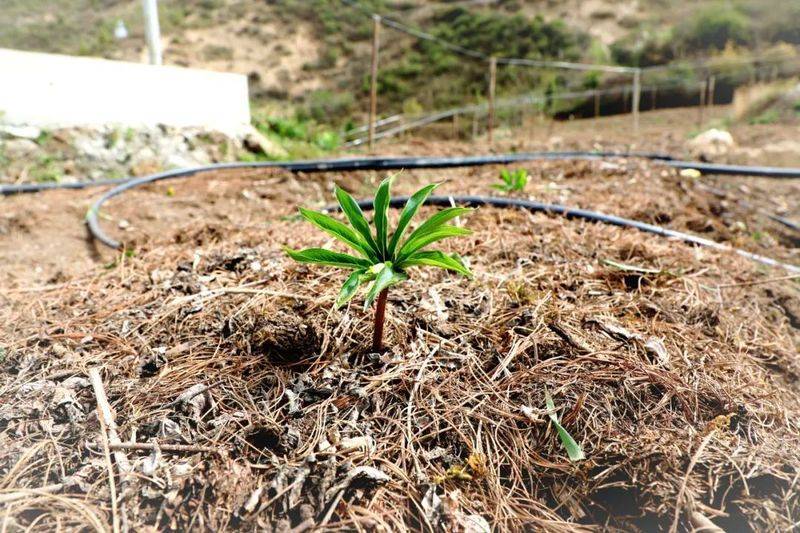 Plantation techniques for heavy buildings