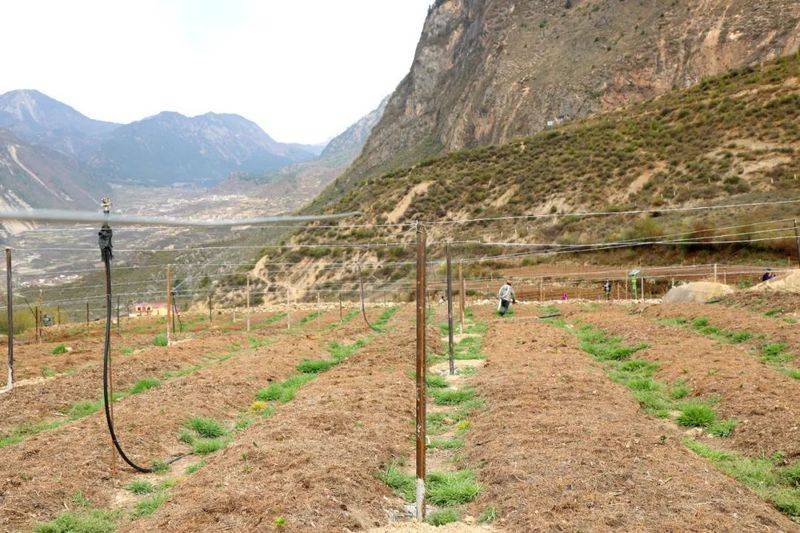 Plantation techniques for heavy buildings