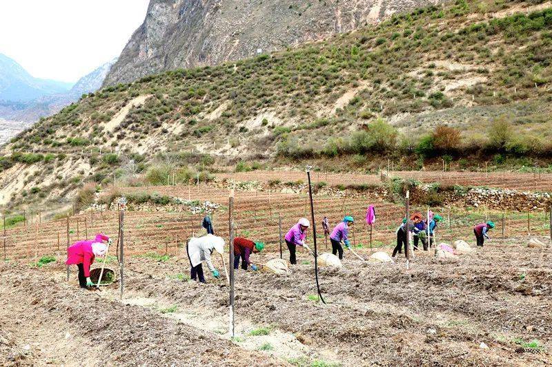 Plantation techniques for heavy buildings