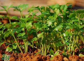 Apprenticeship methods and timing