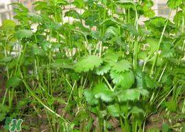 Apprenticeship methods and timing