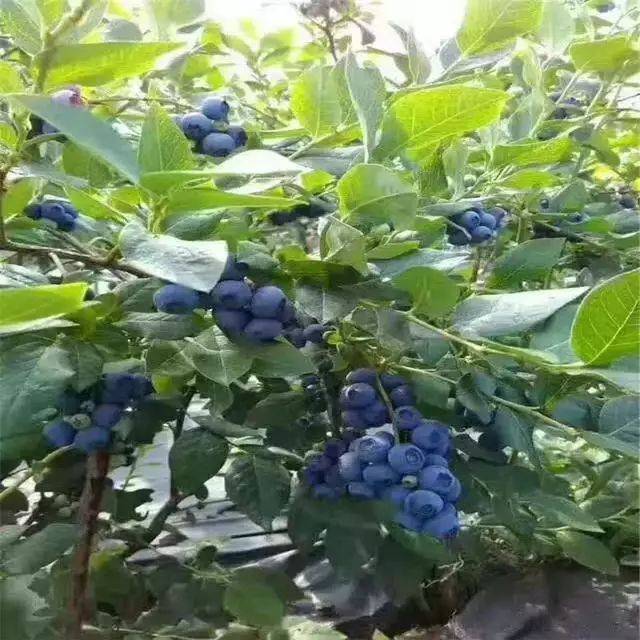 What are the techniques for blueberries