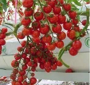 Greenhouse shed planting techniques