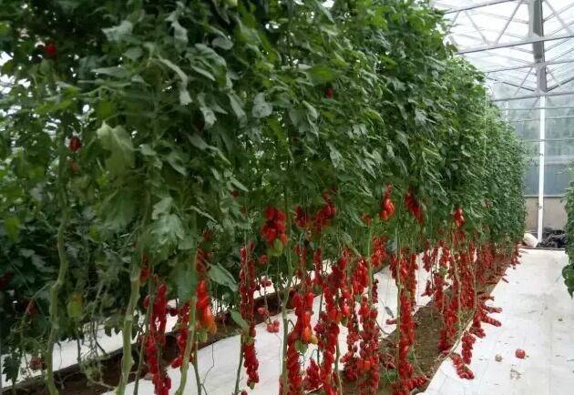 Greenhouse shed planting techniques