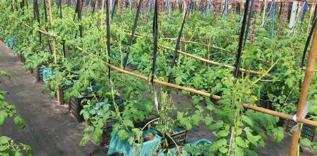 Greenhouse shed planting techniques