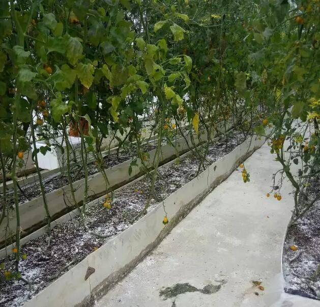 Greenhouse shed planting techniques