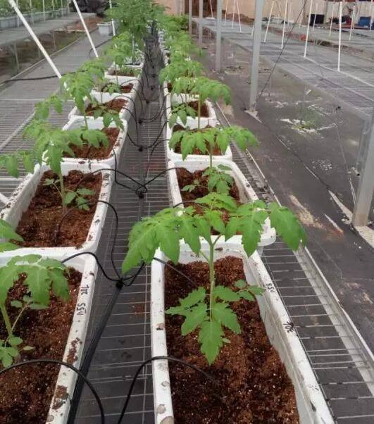 Greenhouse shed planting techniques