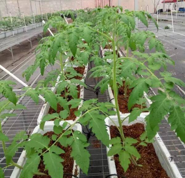Greenhouse shed planting techniques