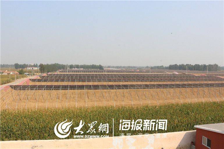 Greenhouse shed planting techniques