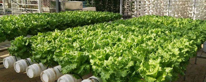 Landless vegetable cultivation techniques