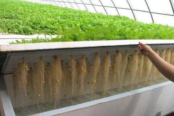 Landless vegetable cultivation techniques