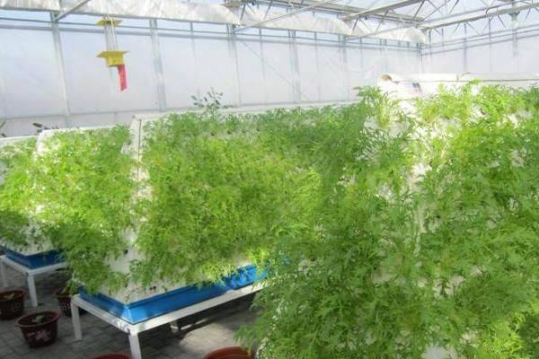 Landless vegetable cultivation techniques