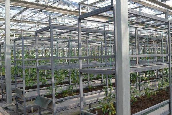 Landless vegetable cultivation techniques